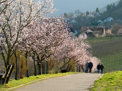 Frhling in Neustadt